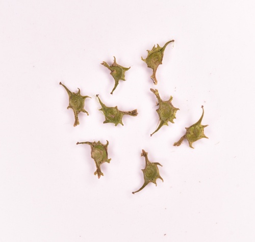 Potamogeton cristatus — photo