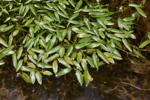 Potamogeton cristatus — photo