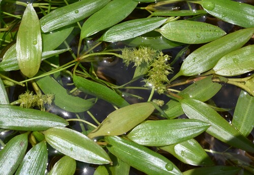 Potamogeton cristatus