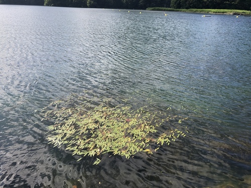 Potamogeton distinctus (Roundleaf pondweed) — photo