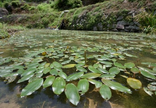 Potamogeton distinctus (Roundleaf pondweed) — photo