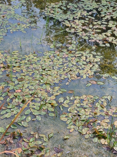 Potamogeton natans (Broad-leaved pondweed) — photo