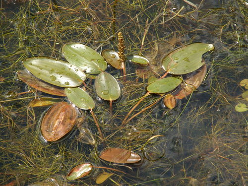 Potamogeton natans (Broad-leaved pondweed) — photo