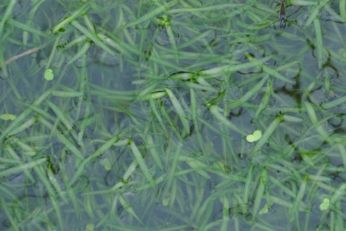 Potamogeton oxyphyllus (Horse alga) — photo