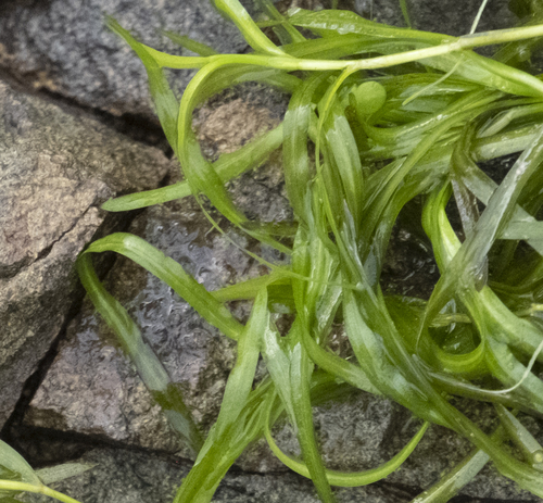Potamogeton oxyphyllus (Horse alga) — photo