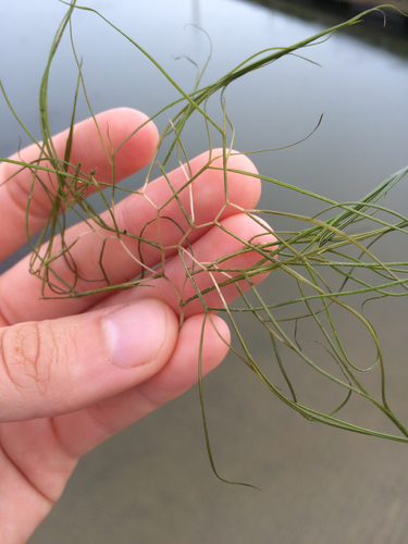 Potamogeton pectinatus (Fennel-leaved pondweed) — photo
