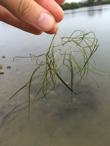 Potamogeton pectinatus (Fennel-leaved pondweed) — photo