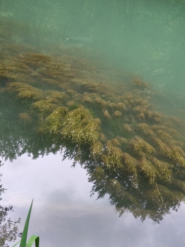 Potamogeton pectinatus