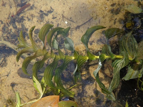 Potamogeton perfoliatus (Claspingleaf pondweed) — photo