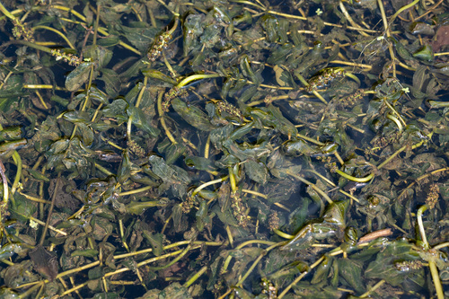 Potamogeton perfoliatus (Claspingleaf pondweed) — photo