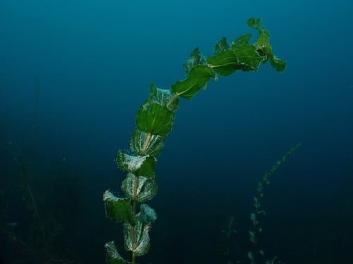 Potamogeton perfoliatus