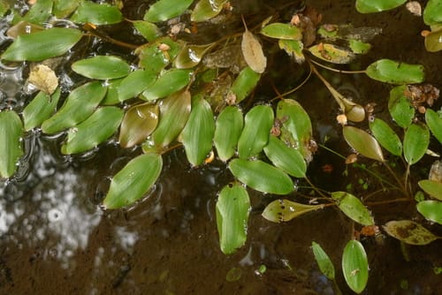 Potamogeton suboblongus (Rerewai) — photo
