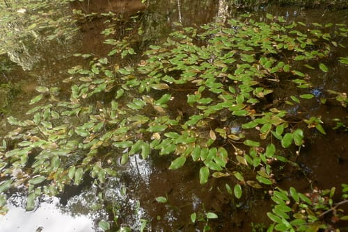 Potamogeton suboblongus (Rerewai) — photo