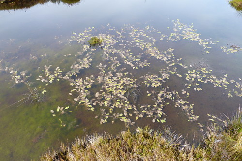 Potamogeton suboblongus