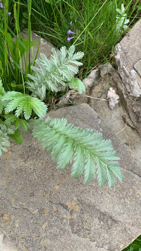 Potentilla anserina (Silverweed) — photo