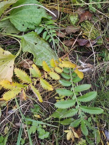 Potentilla anserina (Silverweed) — photo