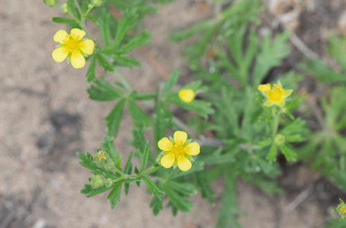 Potentilla argentea — photo