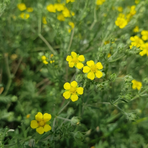 Potentilla argentea — photo