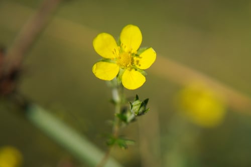 Potentilla argentea