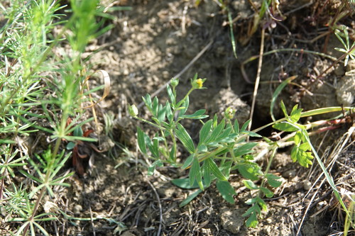 Potentilla bifurca — photo