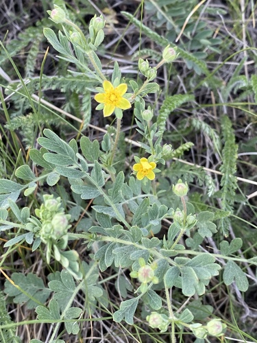 Potentilla bifurca — photo