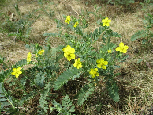 Potentilla bifurca