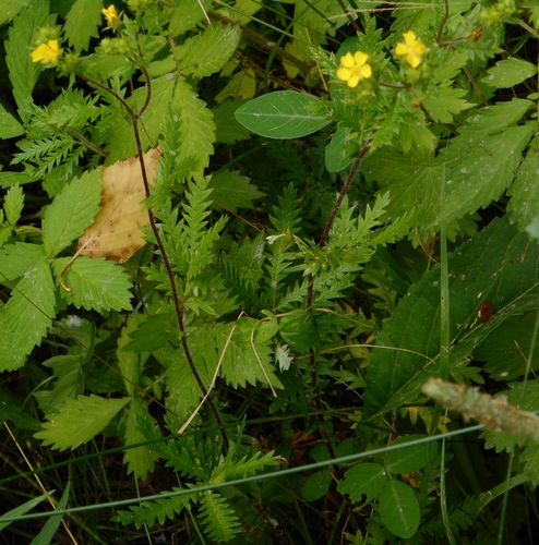 Potentilla chinensis (Chinese cinquefoil) — photo