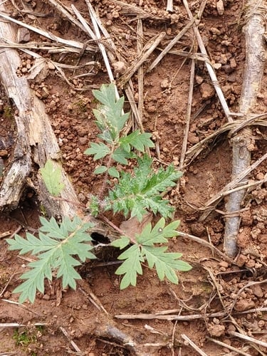 Potentilla chinensis (Chinese cinquefoil) — photo