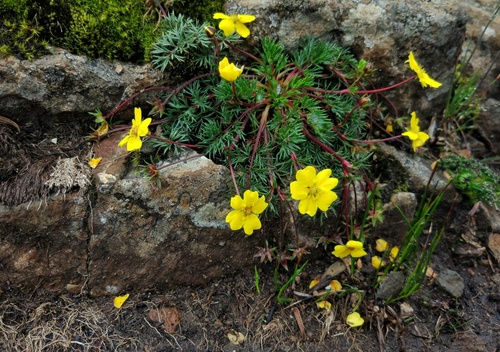 Potentilla coriandrifolia var. dumosa — photo