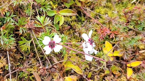 Potentilla coriandrifolia var. dumosa — photo