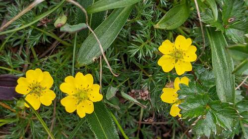 Potentilla coriandrifolia var. dumosa
