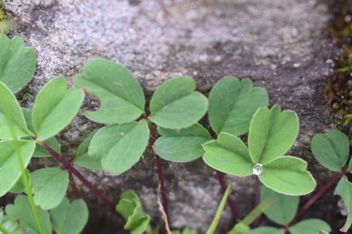 Potentilla cuneata (Yeihcuruk) — photo