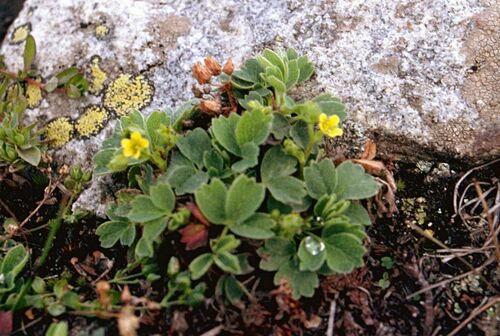 Potentilla cuneata (Yeihcuruk) — photo