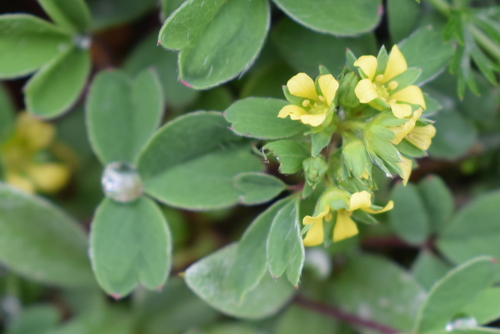 Potentilla cuneata