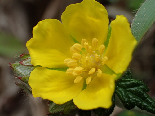 Potentilla discolor (Cinquefoil) — photo