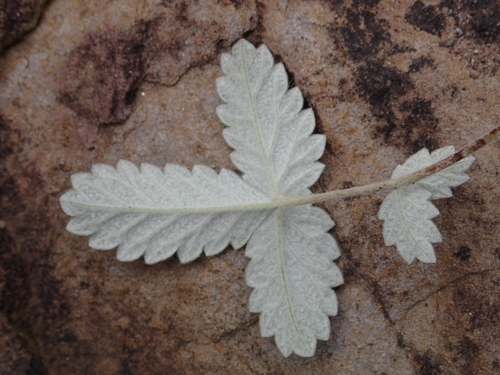Potentilla discolor (Cinquefoil) — photo