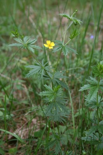 Potentilla erecta (Tormentil) — photo