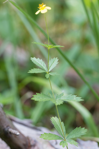 Potentilla erecta (Tormentil) — photo