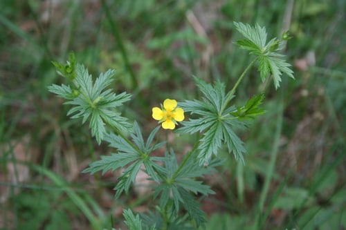 Potentilla erecta