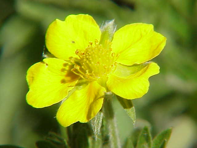 Potentilla fulgens — photo