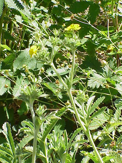 Potentilla fulgens — photo