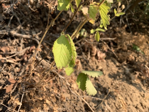 Potentilla glandulosa (Xian li wei ling cao) — photo