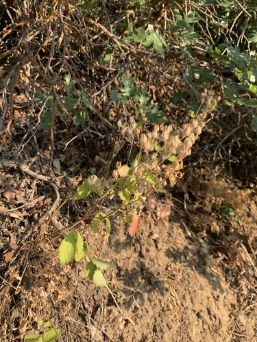 Potentilla glandulosa (Xian li wei ling cao) — photo