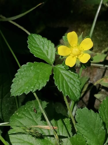Potentilla indica (Indian strawberry) — photo
