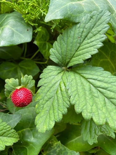 Potentilla indica (Indian strawberry) — photo