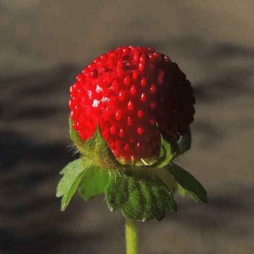 Potentilla indica