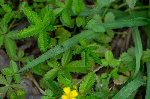 Potentilla kleiniana — photo
