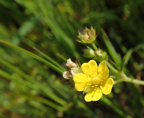 Potentilla kleiniana — photo