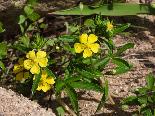 Potentilla kleiniana