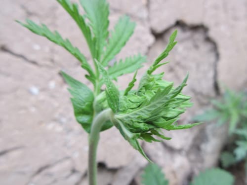 Potentilla longifolia — photo
